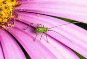 Stephen Nobbs - Feeding Bush Cricket